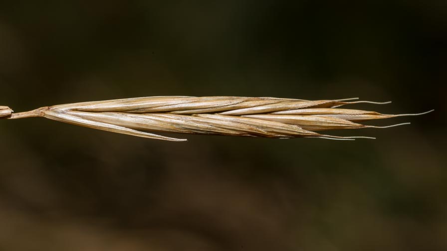 Poaceae in crinale appenninico